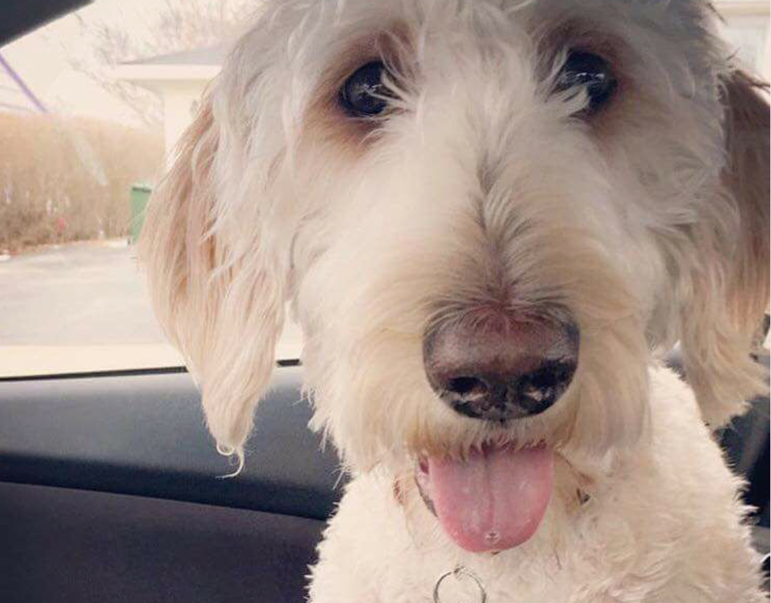 Cooper The Dog Found At Last - Lost Labradoodle WestJet Put On Wrong Plane Saved!