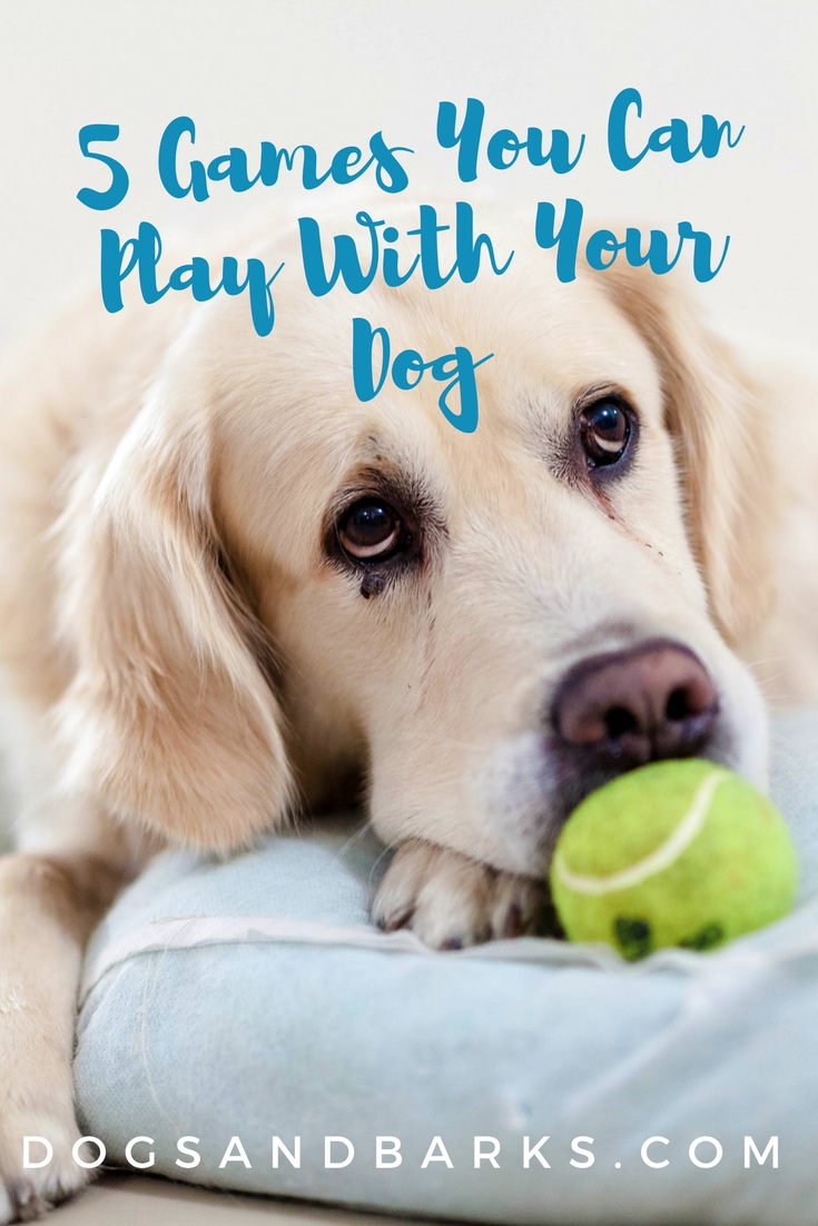 5 Games You Can Play With Your Dog