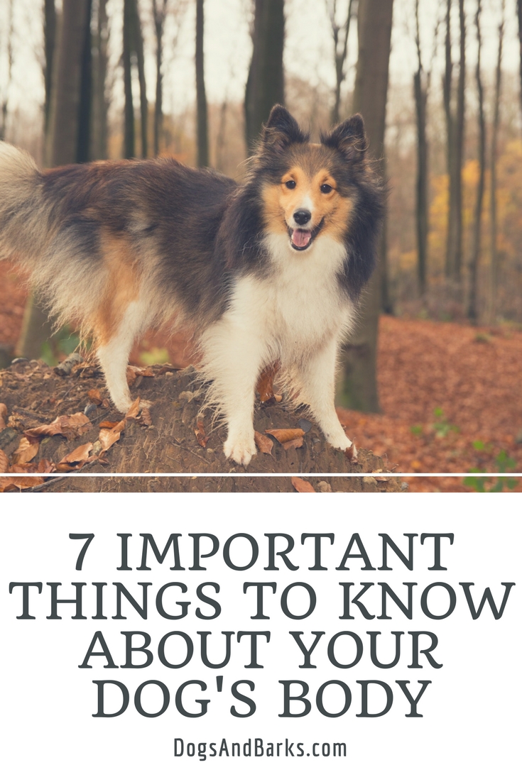 7 Important Things to Know About Your Dog's Body