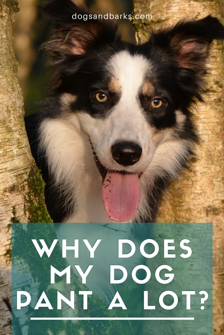 Why Does My Dog Pant A Lot?