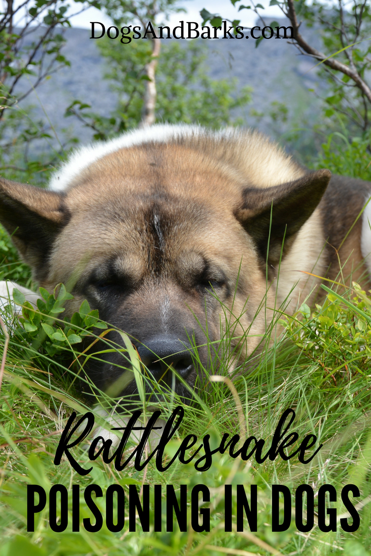 Rattlesnake Poisoning in Dogs - What To Do!