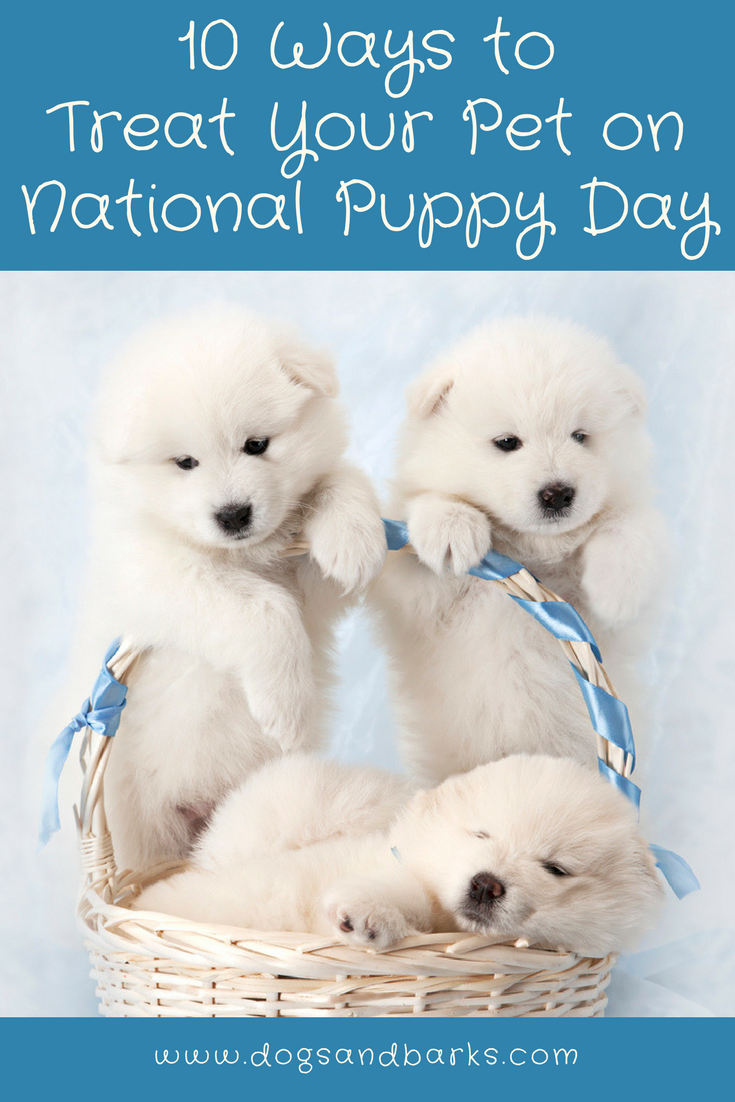 10 Ways to Treat Your Pet on National Puppy Day