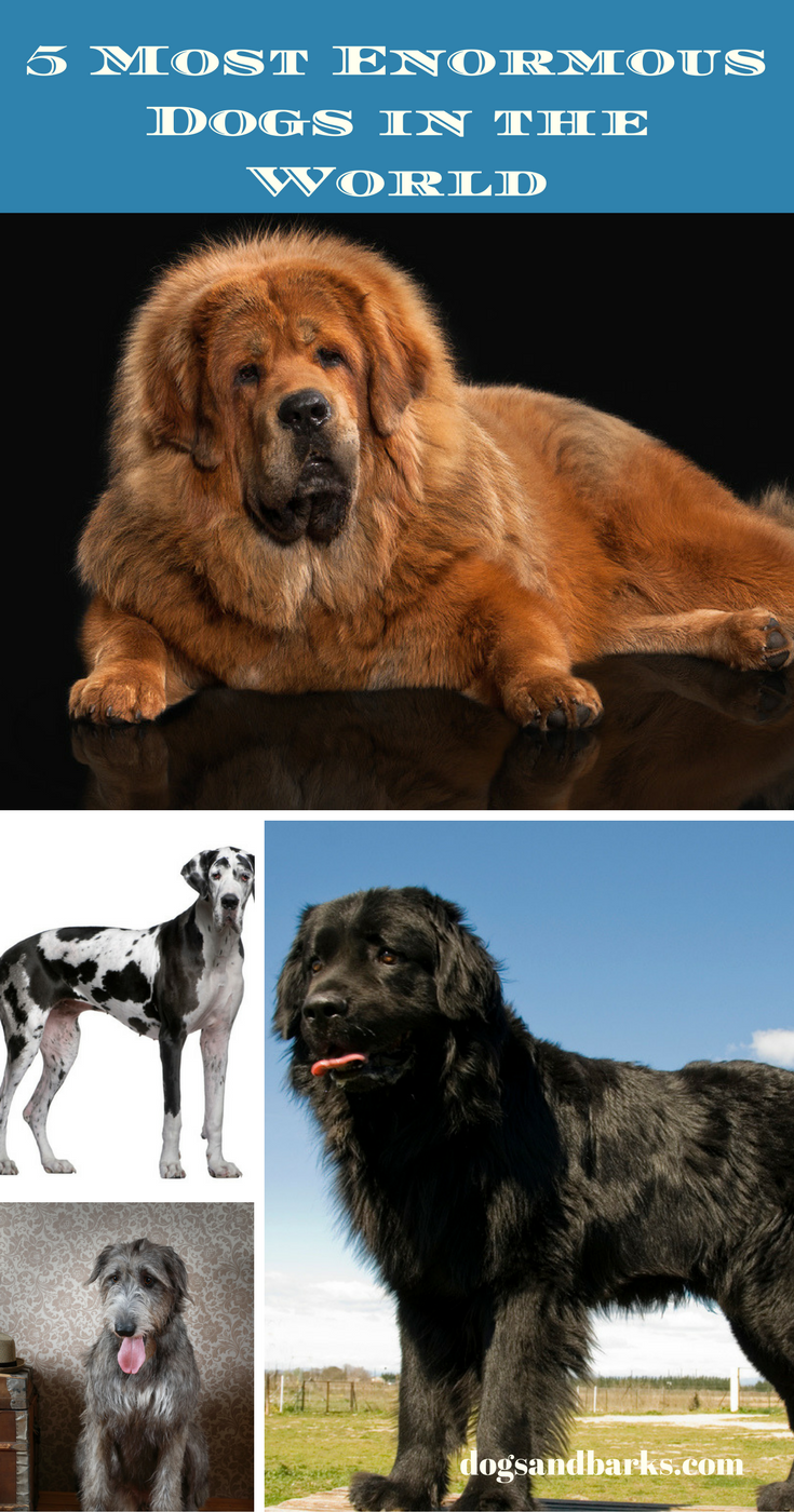 5 Most Enormous Dogs in the World