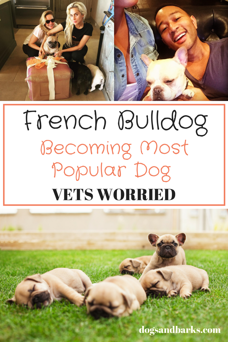 French Bulldog On Way To Becoming Most Popular Dog - Vets Are Worried!