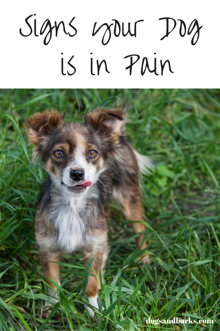 Signs your Dog is in Pain