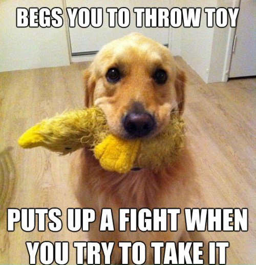 5 Best Dog Memes