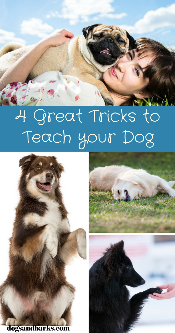 4 Great Dog Tricks to Start Teaching your Doggie Today