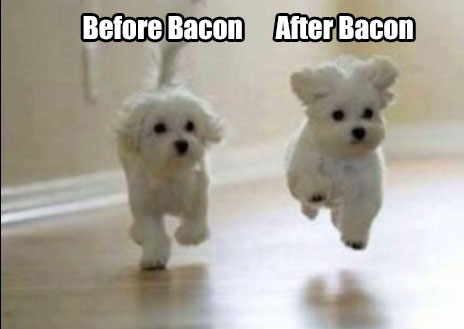 5 Best Dog Memes