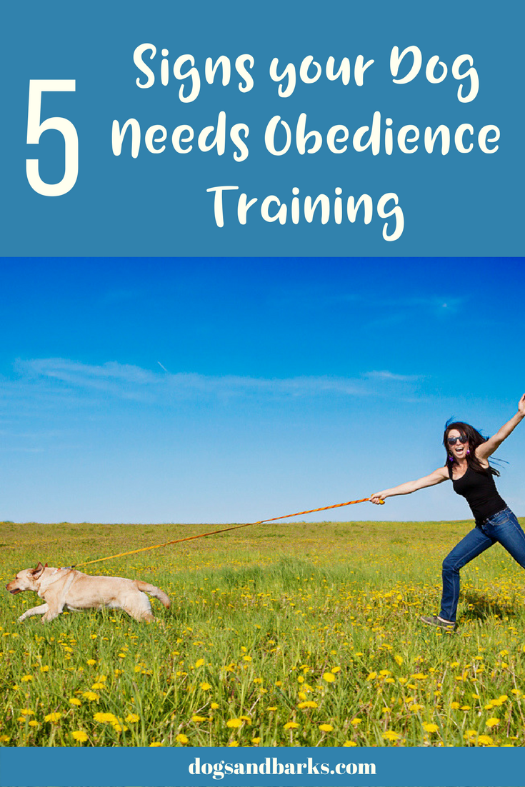 5 Signs your Dog Needs Obedience Training