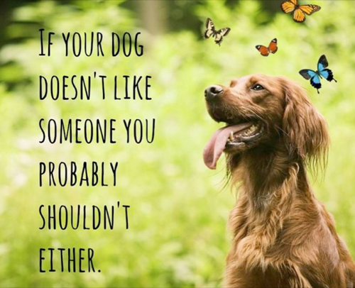 5 Best Dog Memes
