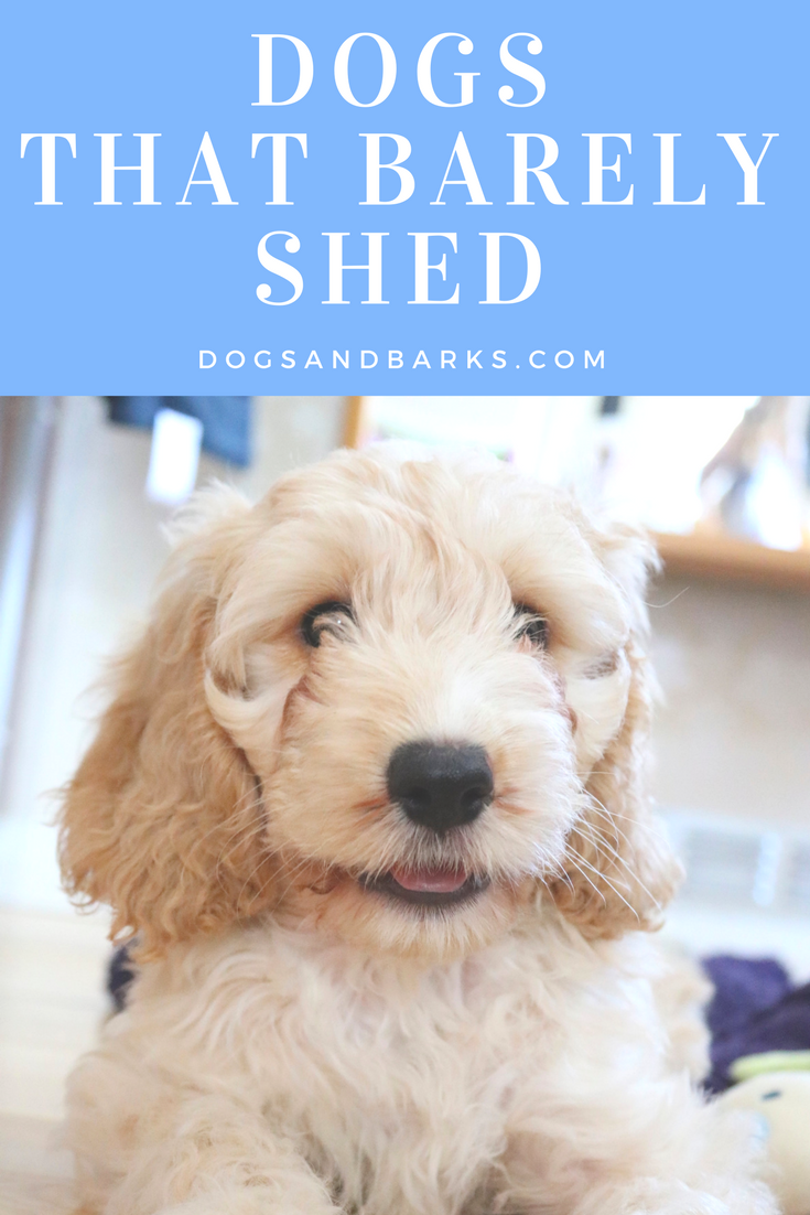 8 Dogs That Barely Shed
