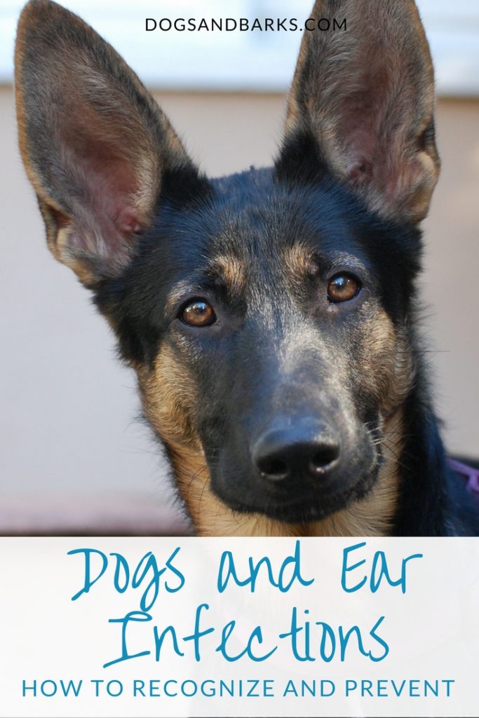 Dogs and Ear Infections