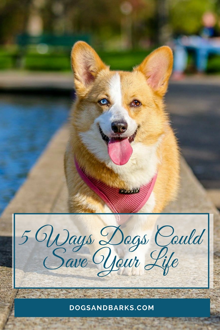 5 Ways Dogs Could Save Your Life