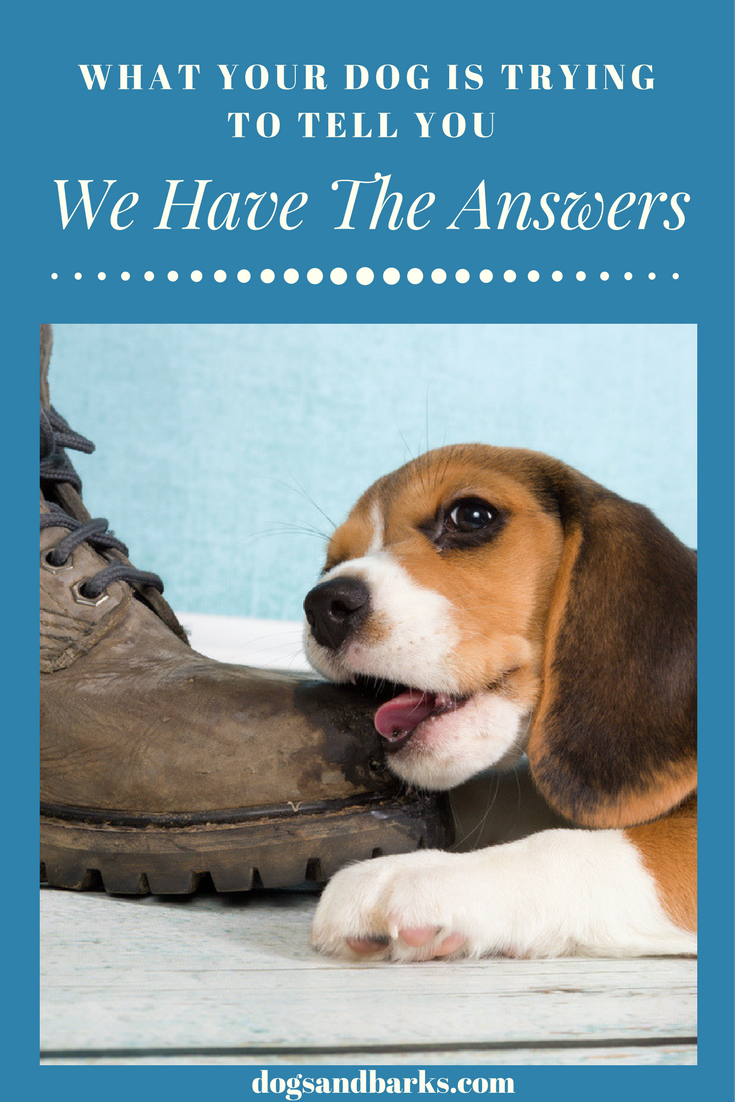 Ever Wonder What Your Dog Is Trying To Tell You? We Have The Answers!