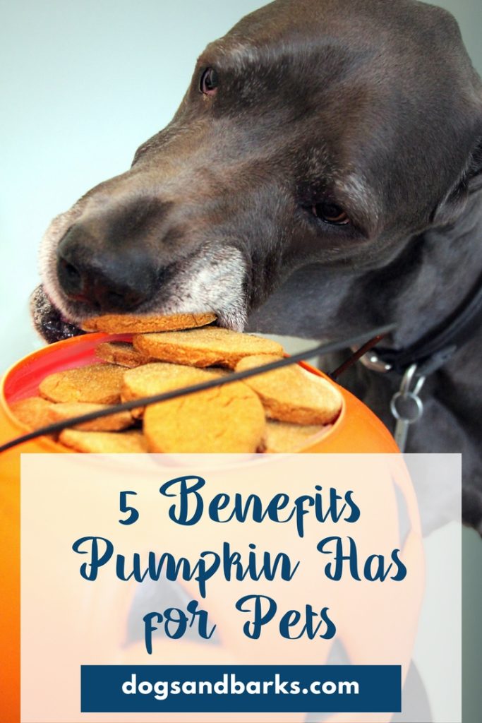 5 Benefits Pumpkin Has for Pets