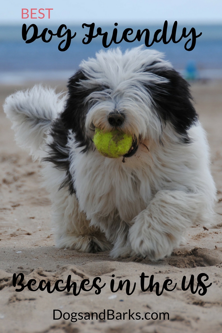 Best dog-friendly beaches in the U.S.