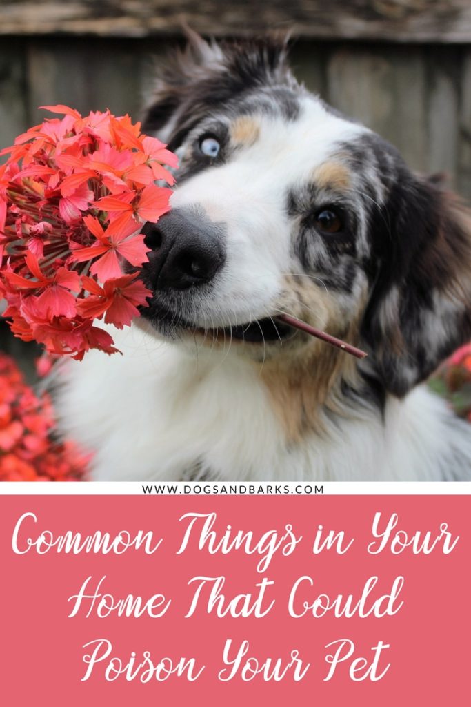Common things in your home that could poison your pet