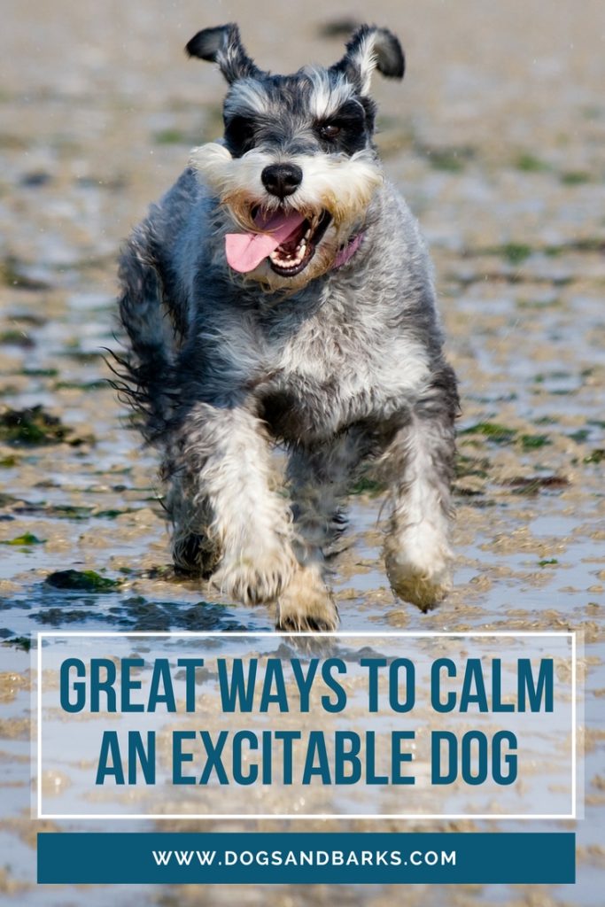 Great Ways to Calm an Excitable Dog