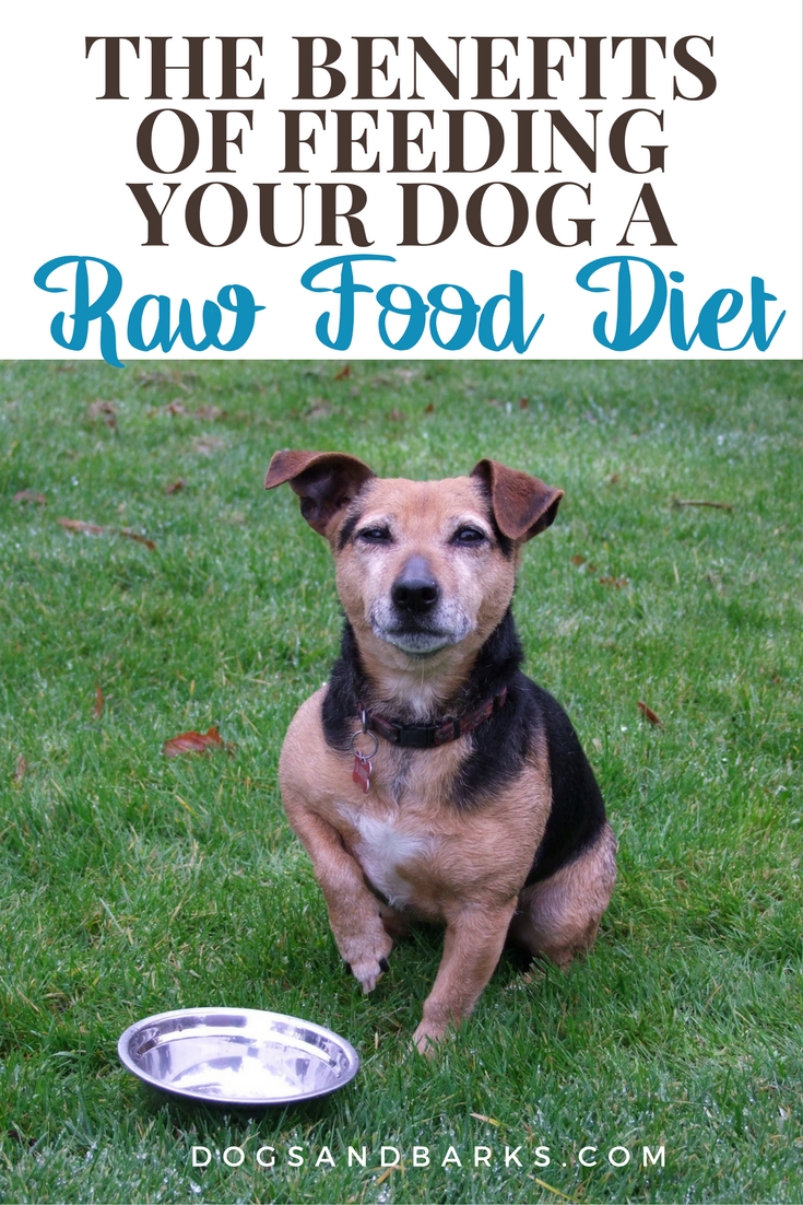 The Benefits of Feeding your Dog a Raw Food Diet Dogs