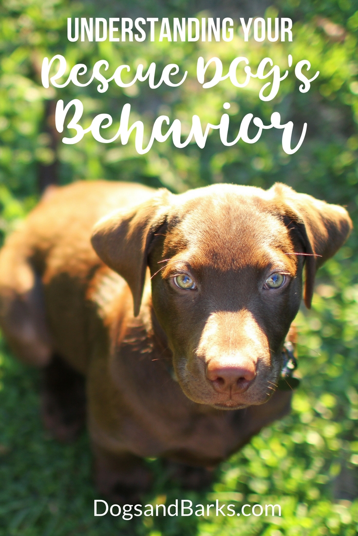 Understanding Your Rescue Dog’s Behavior