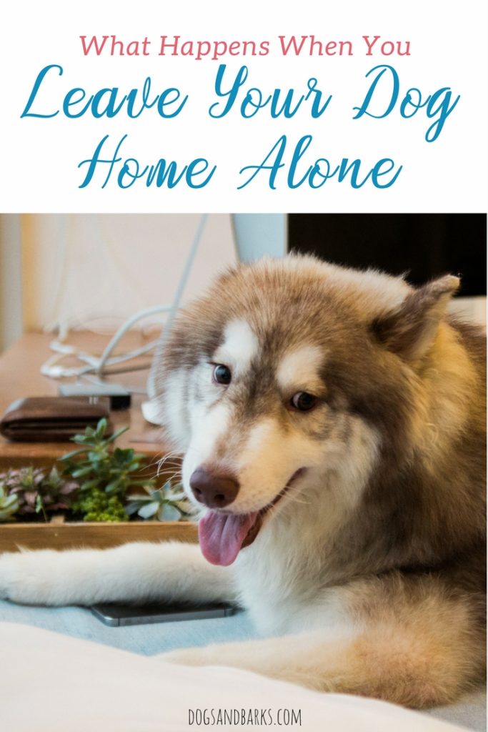 What happens when you leave your dog at home alone