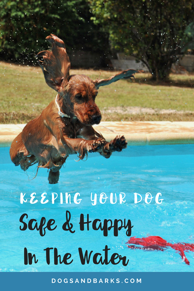 Keeping Your Dog Safe and Happy in the Water