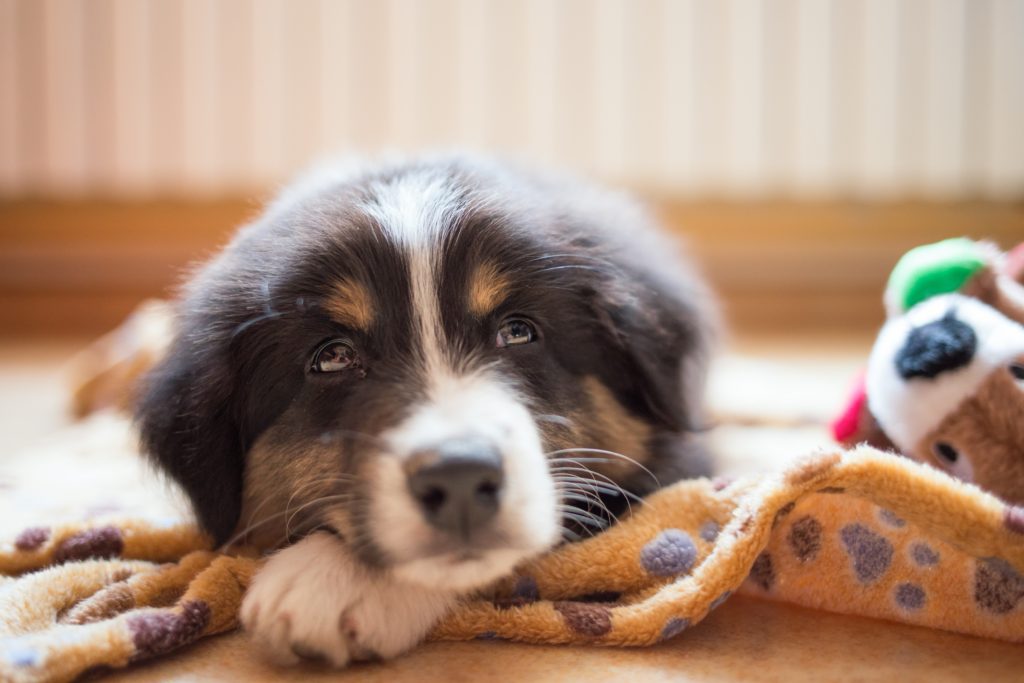 Five Ways to Calm an Anxious Dog - Dogs and Barks - Calming Anxious Pets With A T-Touch Therapy