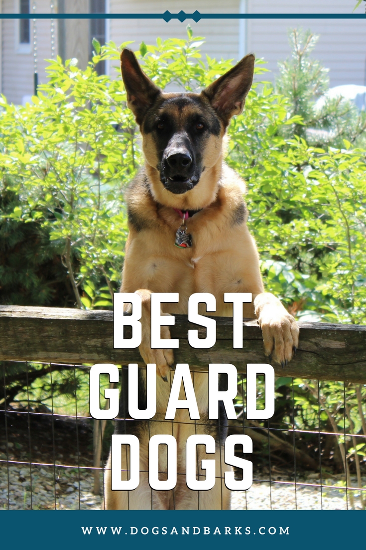 Best Guard Dogs