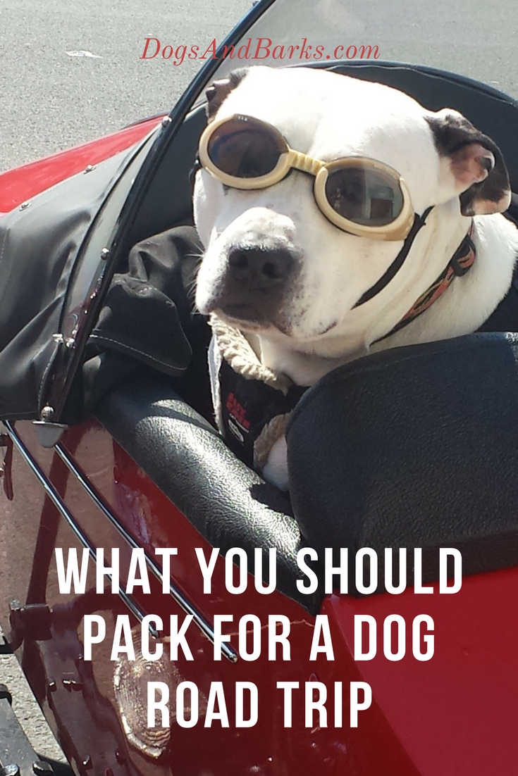 What You Should Pack For A Dog Road Trip