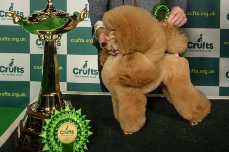Calling All Dog Lovers: Crufts Contestant Cranks Up The Laughter