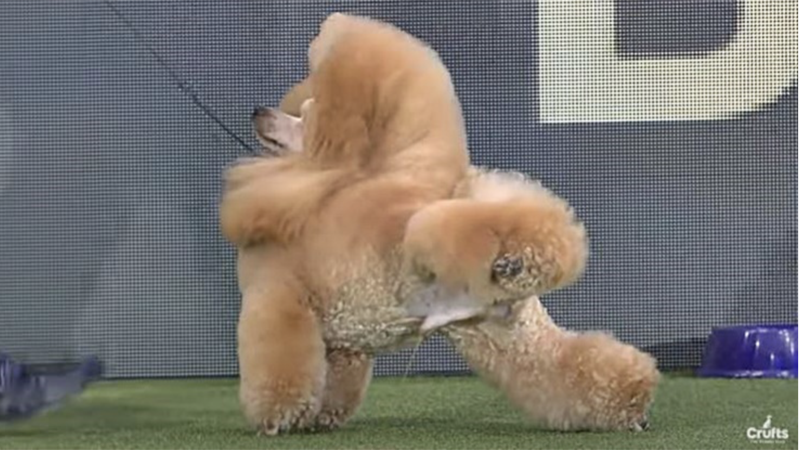 Calling All Dog Lovers: Crufts Contestant Cranks Up The Laughter