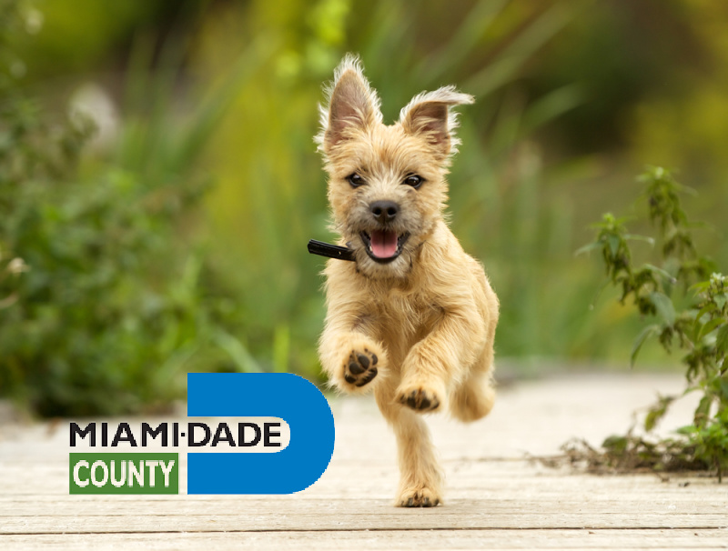 Dog News: Miami-Dade Animal Services Issue Warning To Owners In Florida