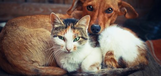 Essential Tips For Multipet Households – The Difference Between Cats And Dogs