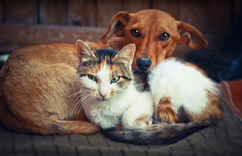 Essential Tips For Multipet Households – The Difference Between Cats And Dogs