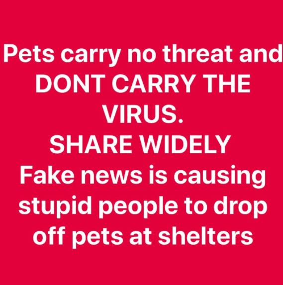 Dog News Miami-Dade Animal Services Issue Warning To Owners In Florida