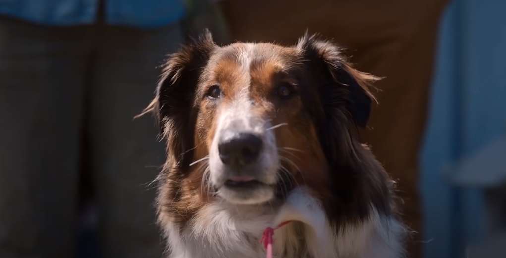Netflix's true life story of Ruby the dog