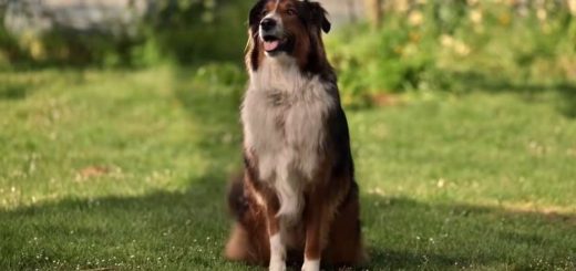 Netflix's true life story of Ruby the dog