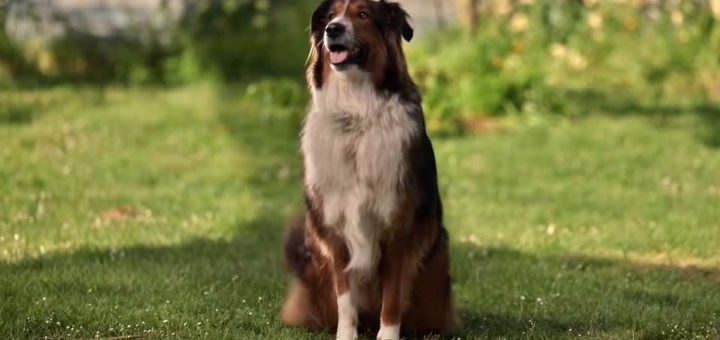 Netflix's true life story of Ruby the dog