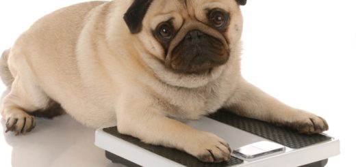 Simple Ways To Know If Your Dog Is Overweight