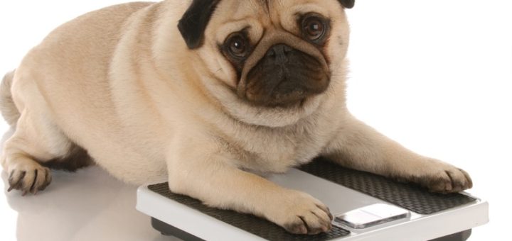 Simple Ways To Know If Your Dog Is Overweight