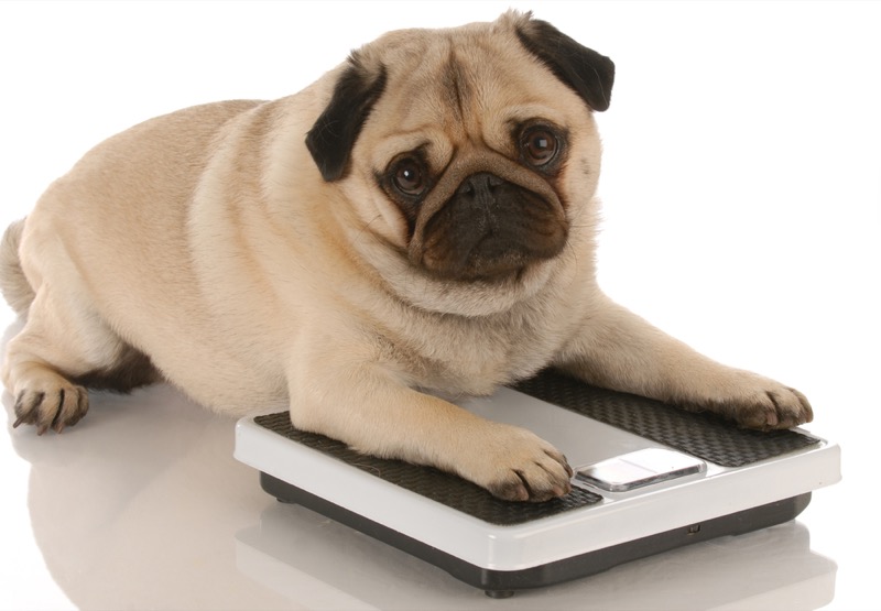 Simple Ways To Know If Your Dog Is Overweight