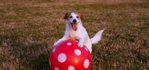 Heartwarming Dog Stories: Maimed Pup Gus Saves A Cute Baby Otter