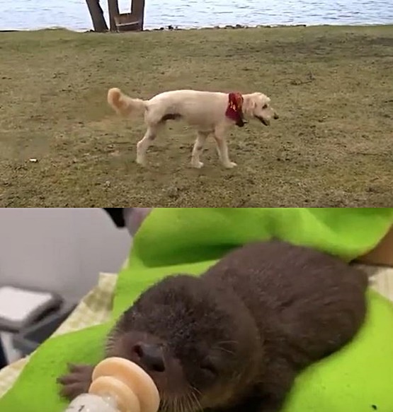 Heartwarming Dog Stories Maimed Pup Gus Saves A Cute Baby Otter