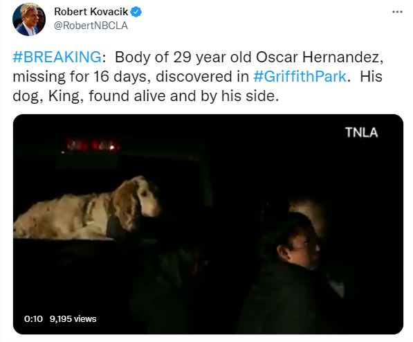 King, A faithful Golden Retriever Stays By His Dead Owners Side For Weeks