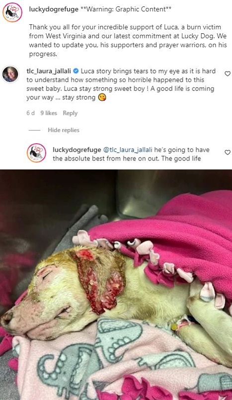 Lucky Dog Rescue Gets Reality TV Star In Tears Over Badly Burned Dog 2