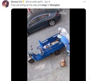 Shanghai Dogs Reportedly Murdered Where Is The Outrage
