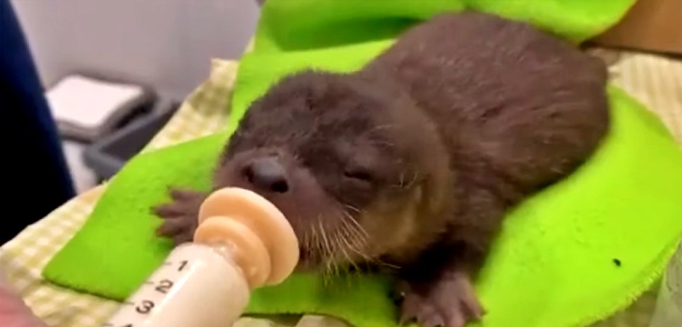 Baby otter