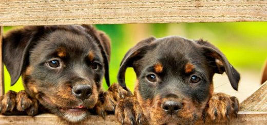 People are cloning their dogs and cats