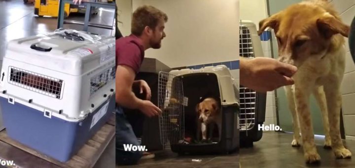 Couple from Canada adopts street dog from India````