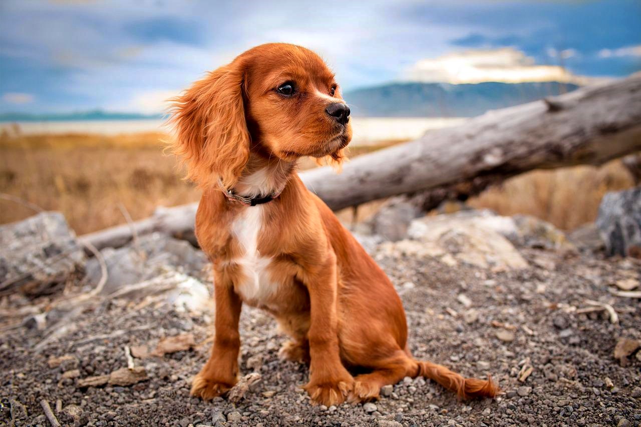 Cute dog enjoying the beach
